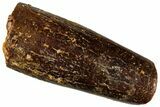 Fossil Sauropod Dinosaur (Titanosaur) Tooth - Morocco #293689-1